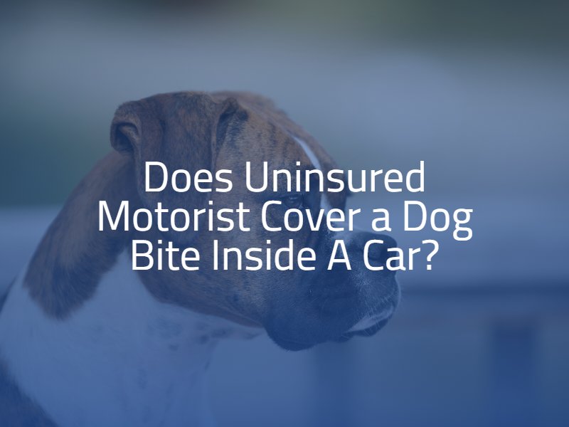 Does Uninsured Motorist Cover a Dog Bite Inside A Car?