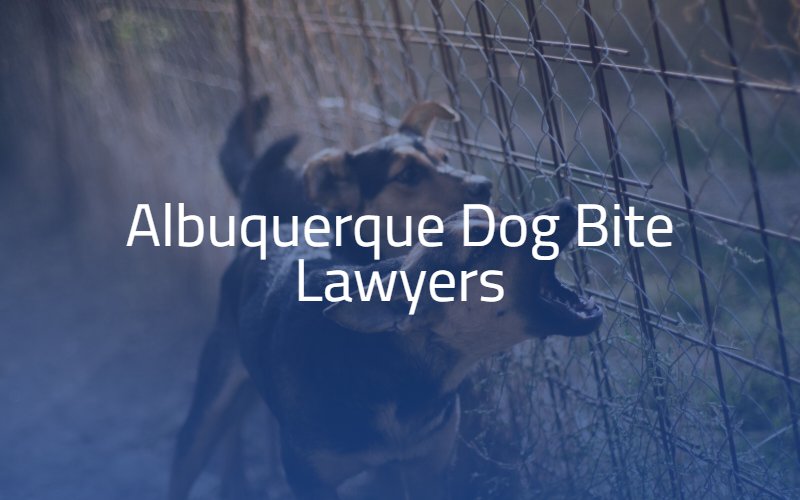 Albuquerque Dog Bite Lawyer